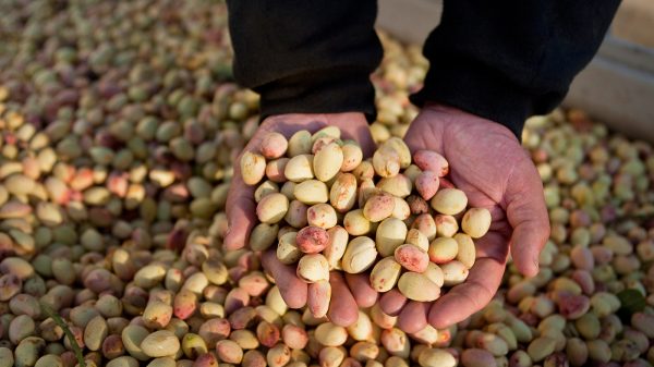Oh, Nuts! U.S. pistachio Growers Worry About Competition From Iran ...