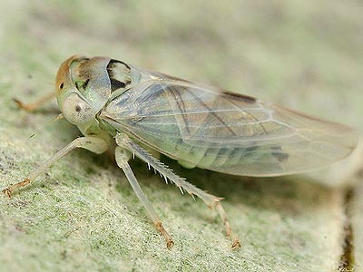 Cicadellidae) Idiocerus albicans