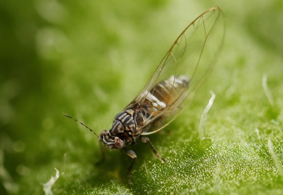 Ongoing monitoring program finds potato psyllids but no evidence ...