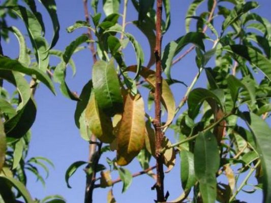 pistachio Nutrition Care, Disease, Pests, Nutrient Deficiency and ...