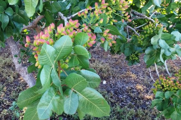 pistachio Tree Information - Wikifarmer