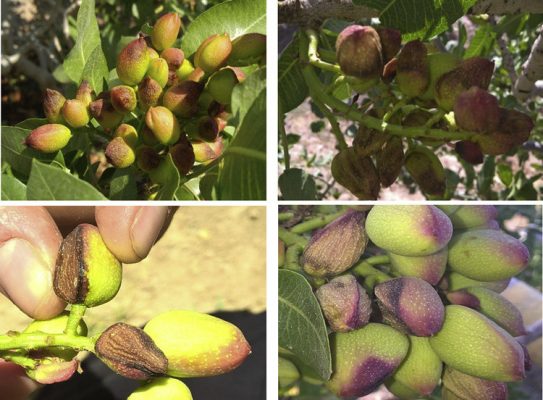 Symptoms of pistachio endocarp lesion on a pistachio cluster ...